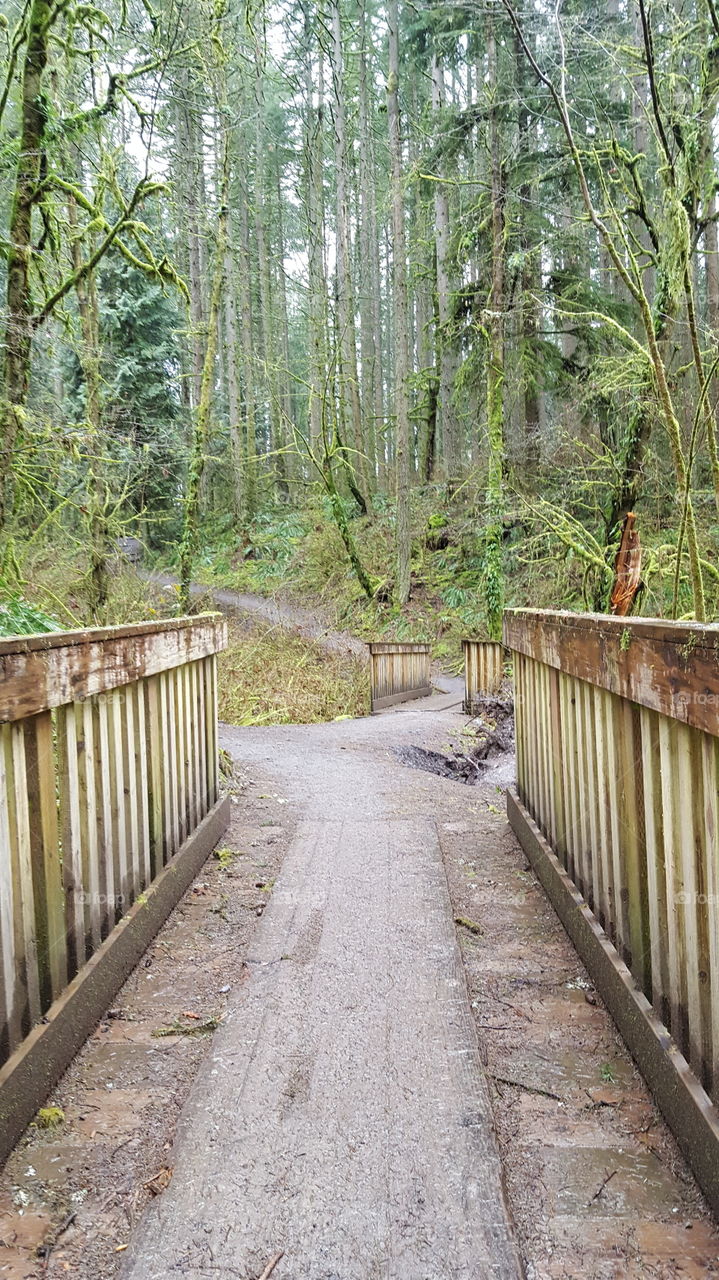 Bridge on forest trail