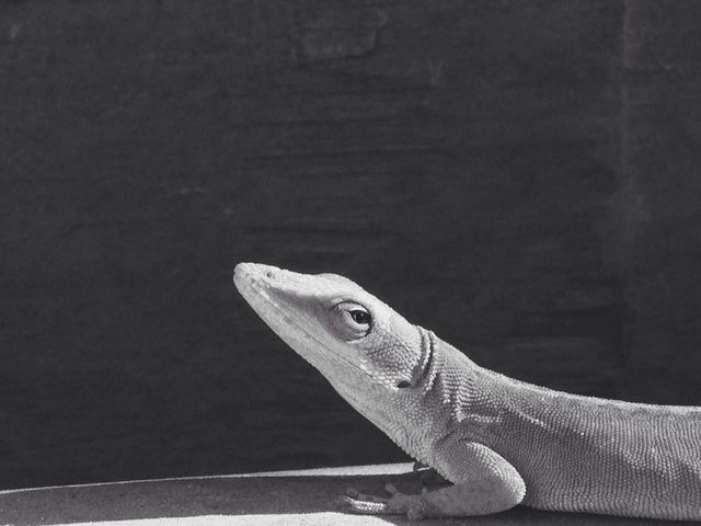 Sun bathing Lizard
