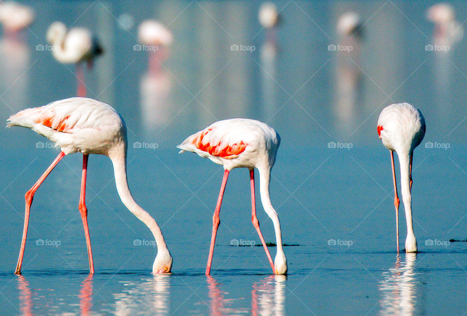 Bahrain wildlife pictures