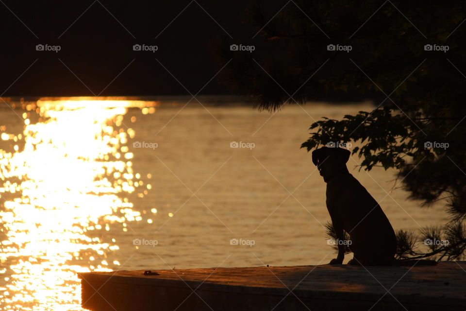 Dog on a dock at sunset