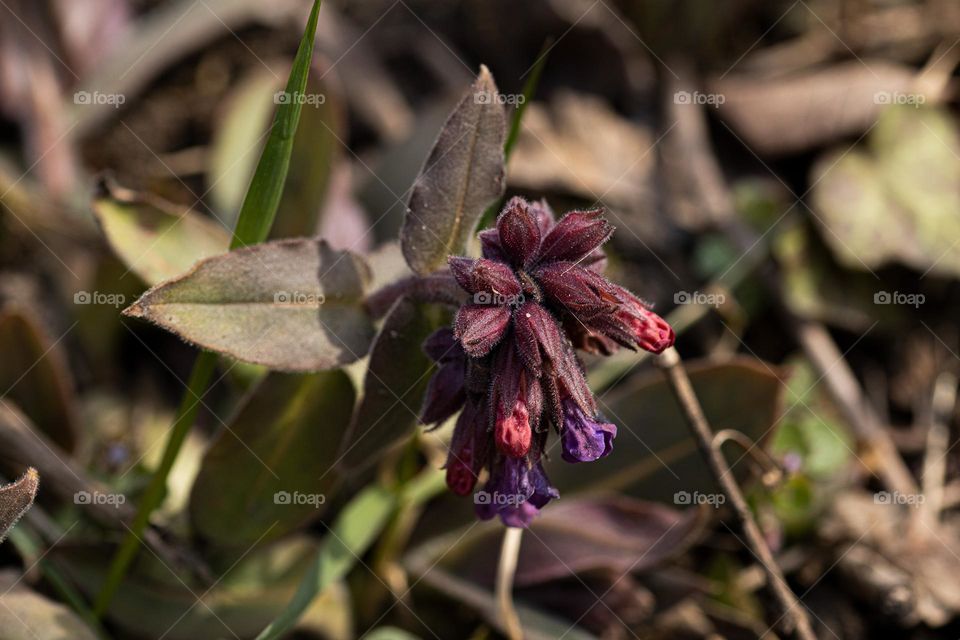 a beautiful magenta flower in the botanical garden, taking a sun bath, waiting to be admired