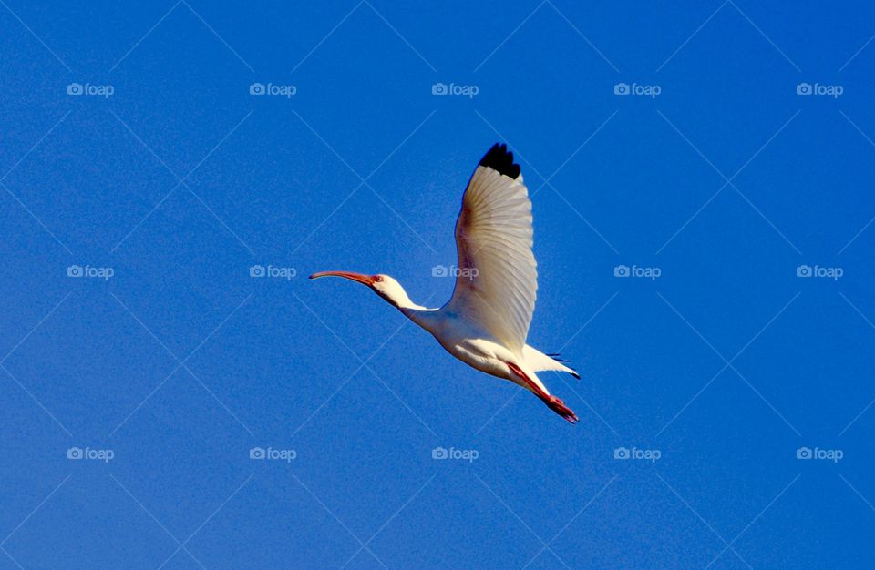 Do what you love & let your spirit soar!