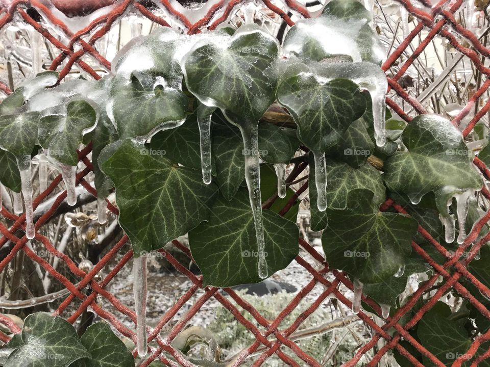 Iced Ivy leaves 