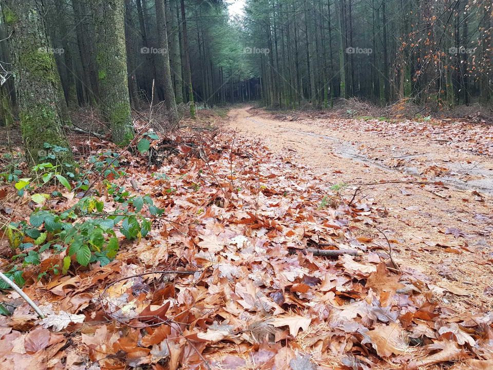 Long walking path through a forest.