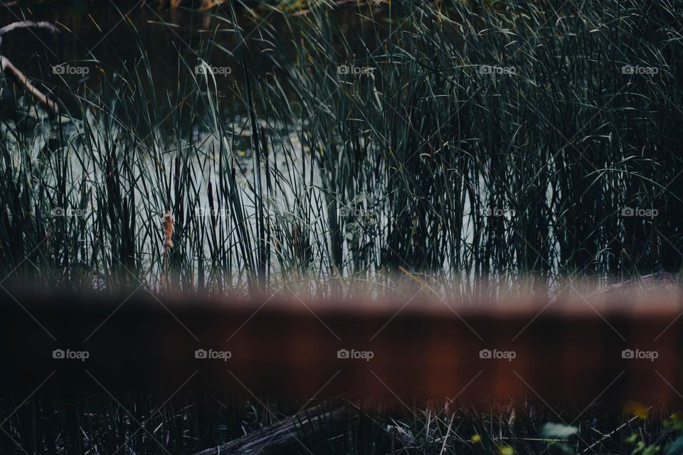 a walk in the park exploring nature in the spring