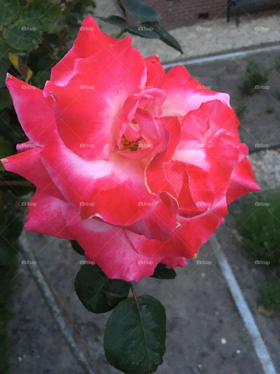 Beautiful flower pink 