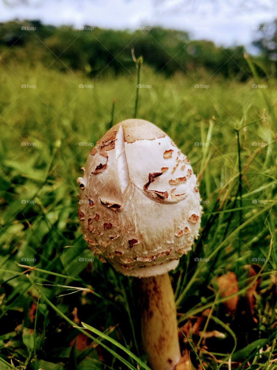 mushroom egg
