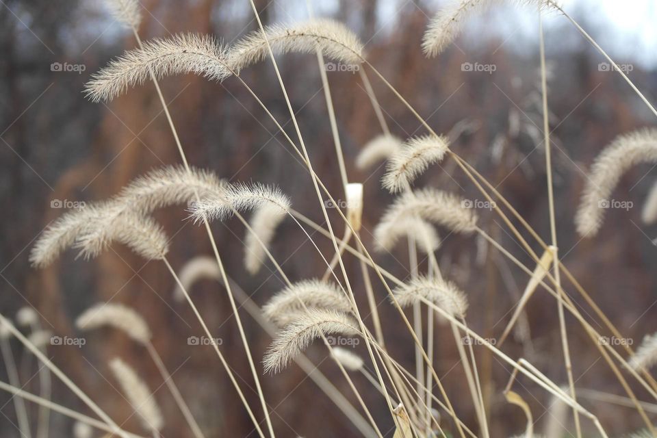 Withered grass flowers