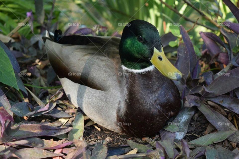 Bird, Nature, Wildlife, Duck, No Person