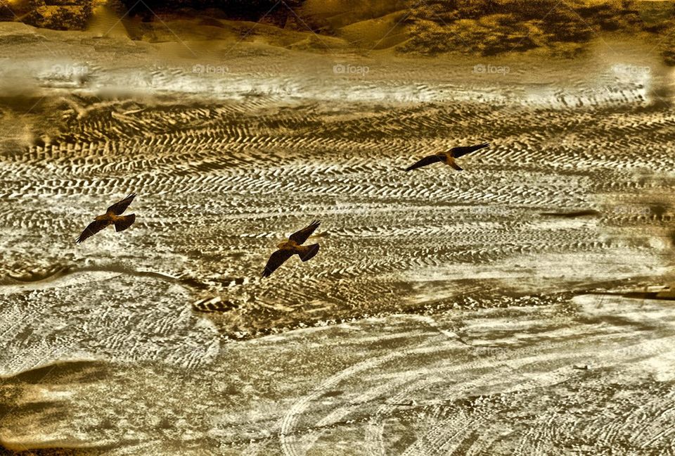 Three Birds In Flight