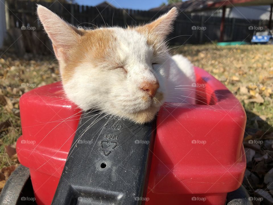 Sweetie the cat rests in a wagon