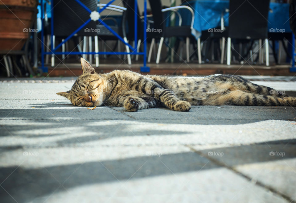 Sleeping happy-go-lucky cat