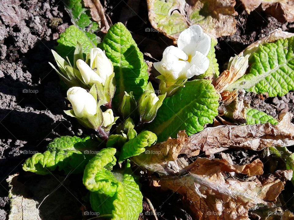 park spring time sun sunny colors colorful nature wild plants flowers amazing stunning cool nice weather hot lovely sky forest grass view splendid