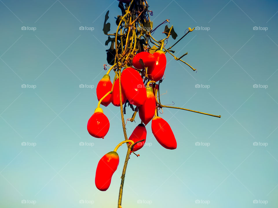 Ivy gourd, Coccinia grandis,  Family Cucurbitaceae on haze background