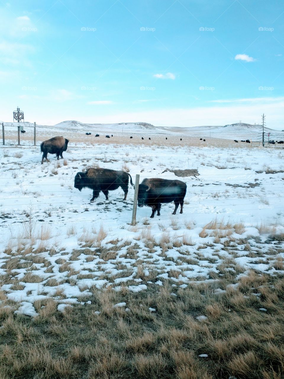 Buffalo in the snow.