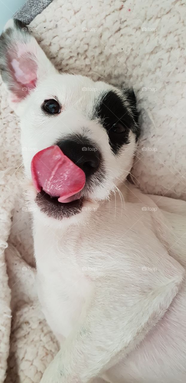 Puppy Selfie