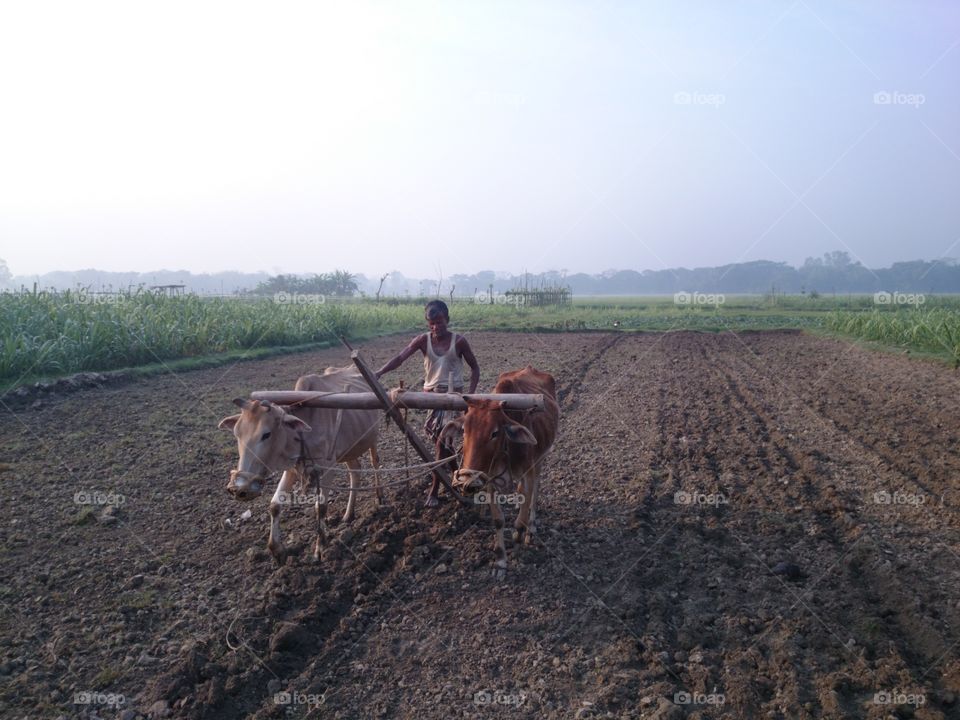 farmer. farmer cultivating field 