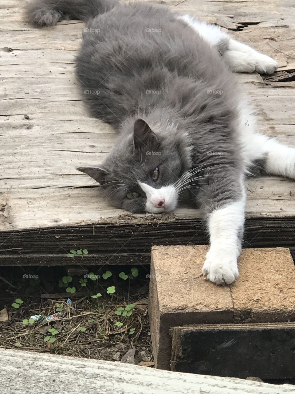 Relaxing cat after a good breakfast.