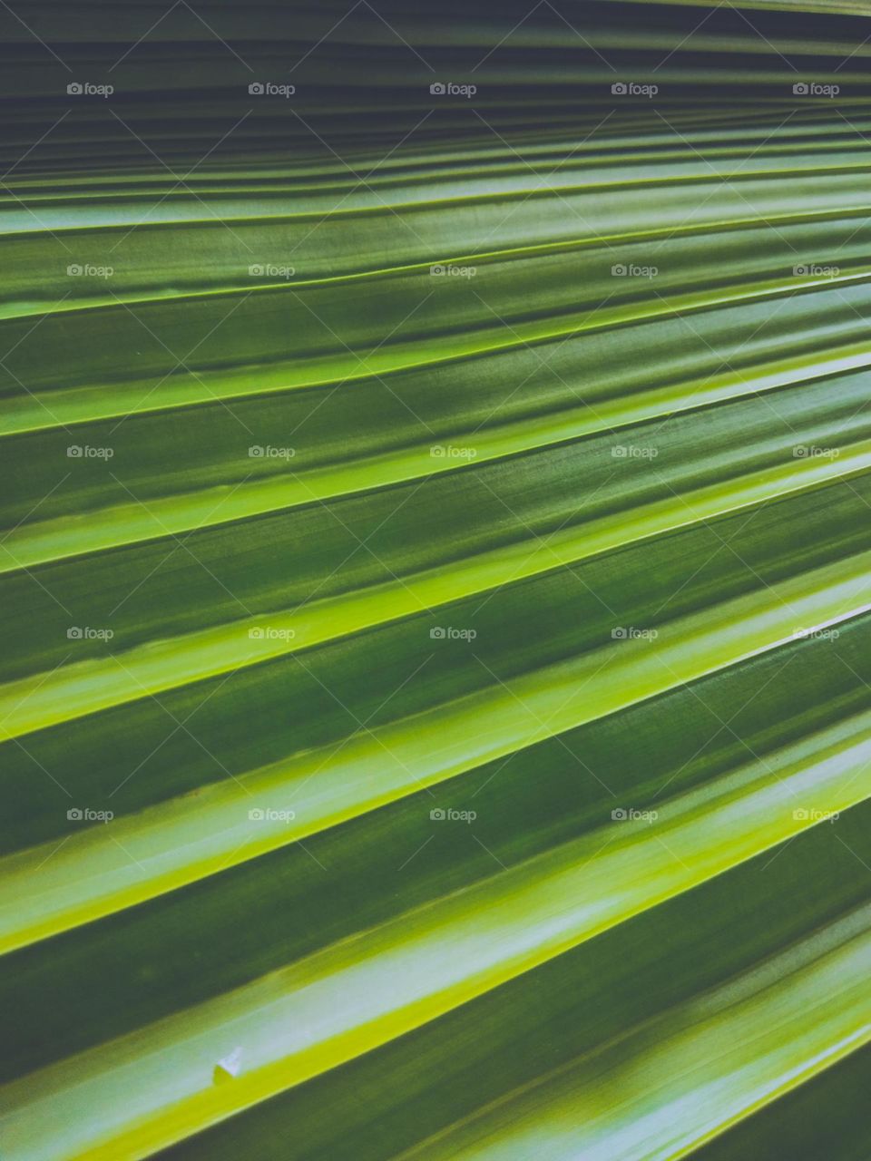 This is a closer capture of a palmyra tree leaf. The line of the leaf is clear and in green colour. The palmyra trunk is using as timbers and the palmyra tree has top root. These palmyra tree leaves are using for making cottages roofs.