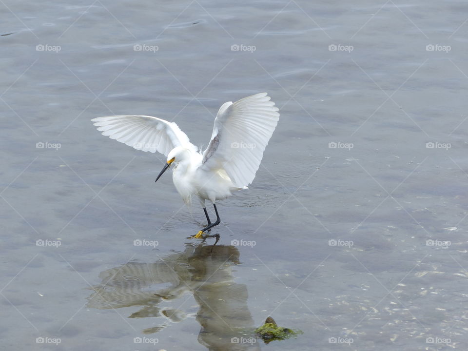 Watercolor snowy egret 