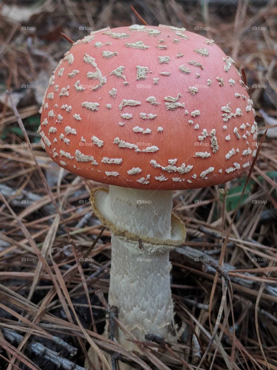 Mushroom