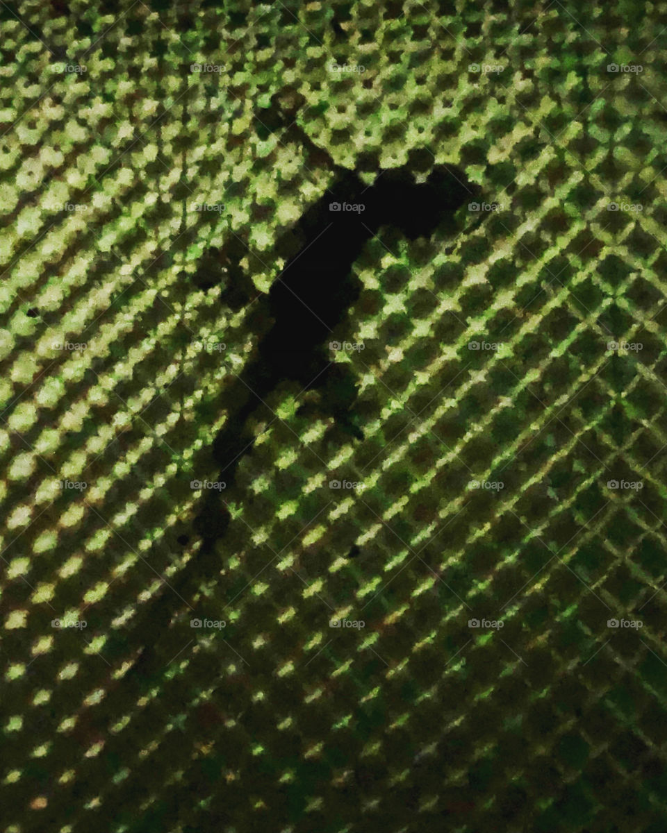 Midnight visitor #gecko