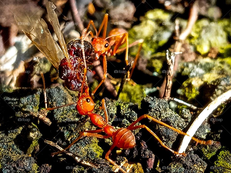 weaver ants fight for the first food in the morning