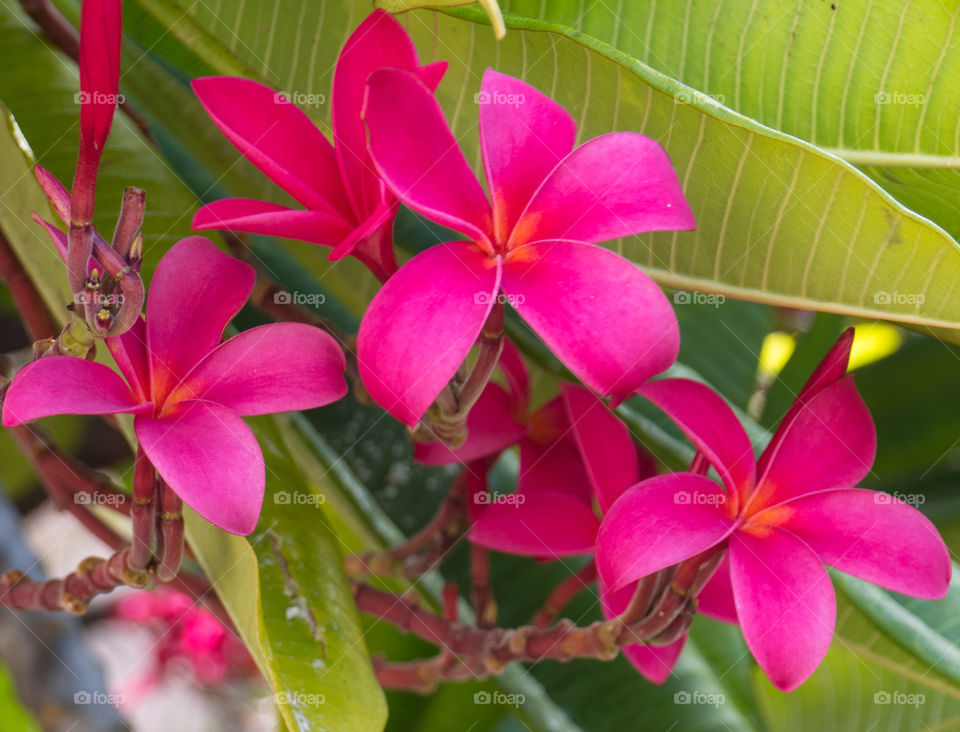 Pink plumeria of oahu, Hawai‘i 