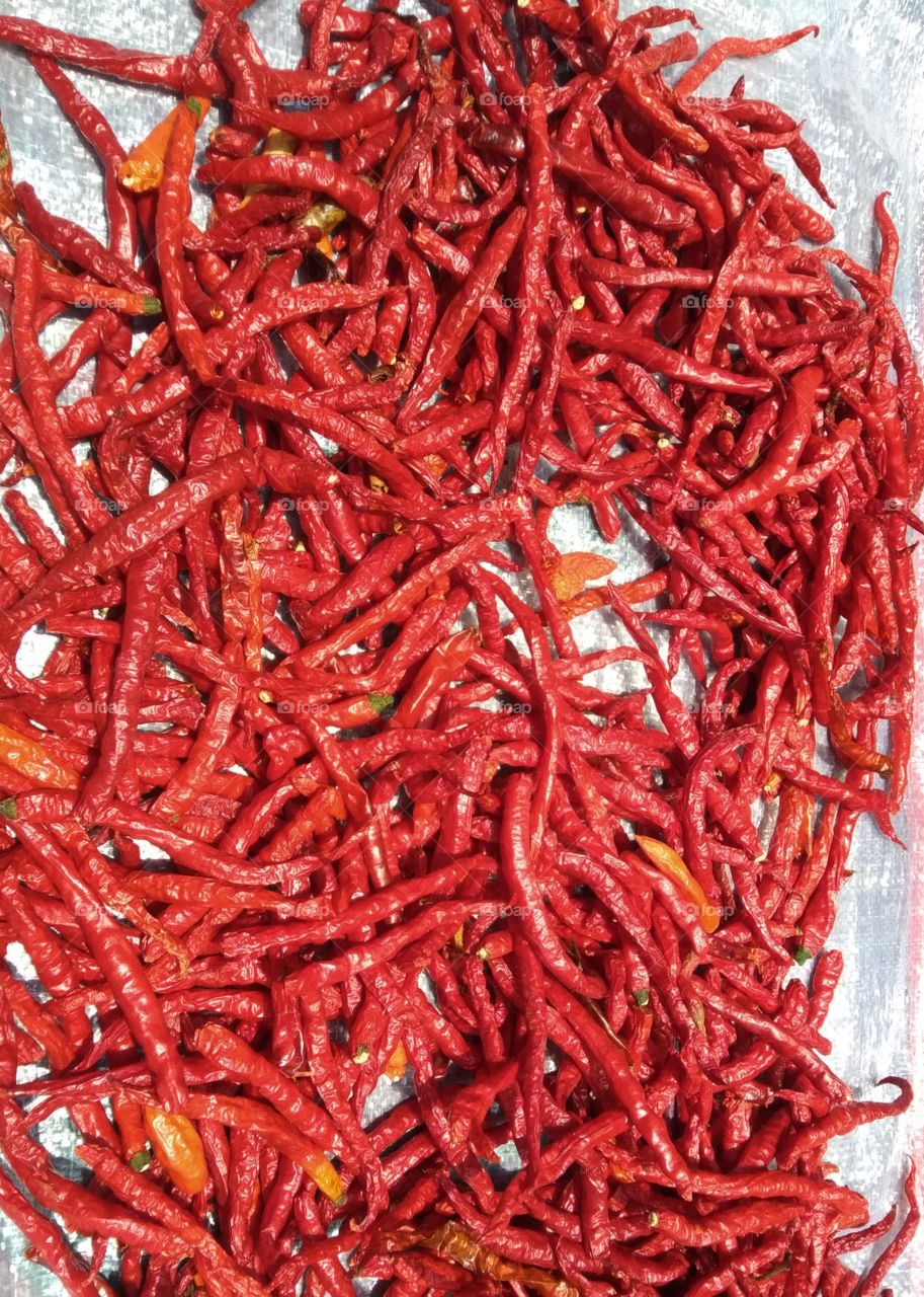 curly red chili dried