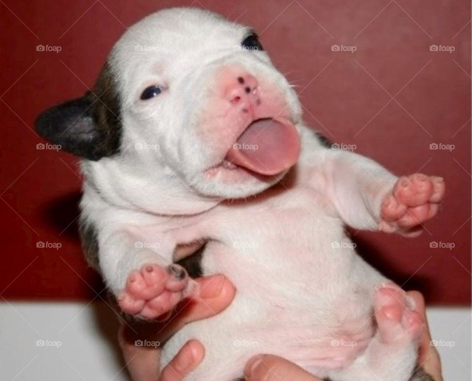 cute puppy söt amstaff by paula