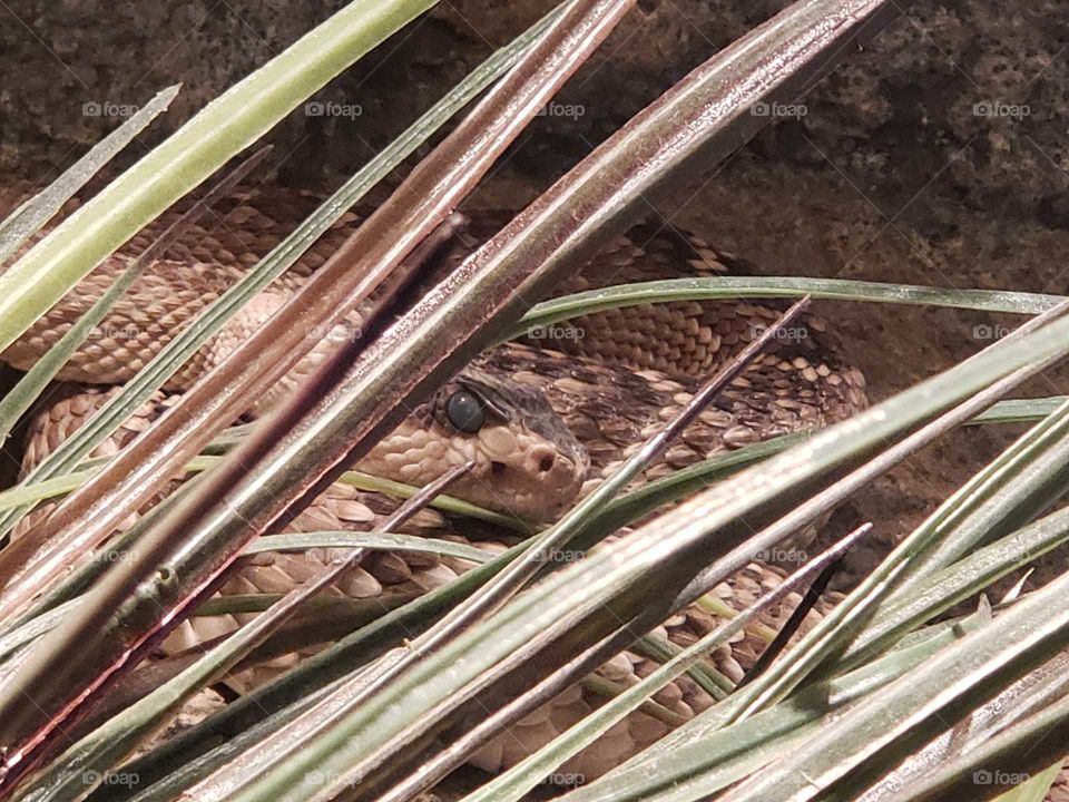 snake hiding,  can you see me