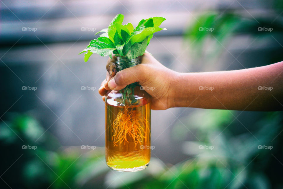Close-up of hand holding glass bottle with small plant