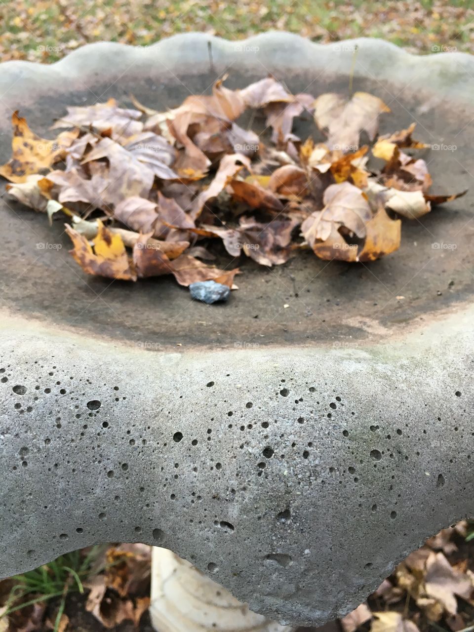 Autumn Birdbath  (closeup on concrete birdbath)