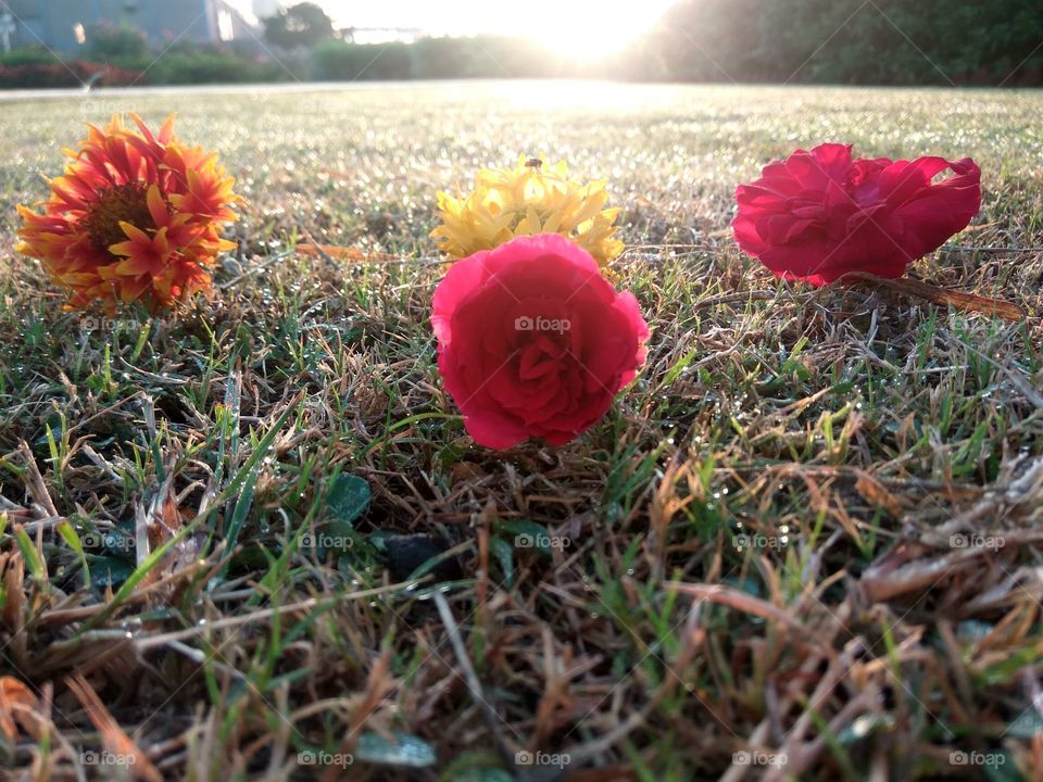 what is more beautiful? Flowers?Due? Grass or Morning