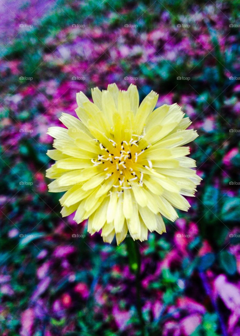 Yellow annual flower