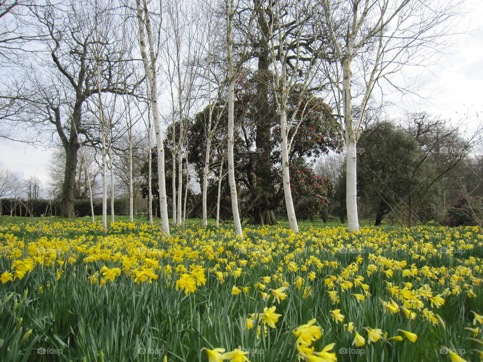 Season, Nature, Flower, Flora, Landscape