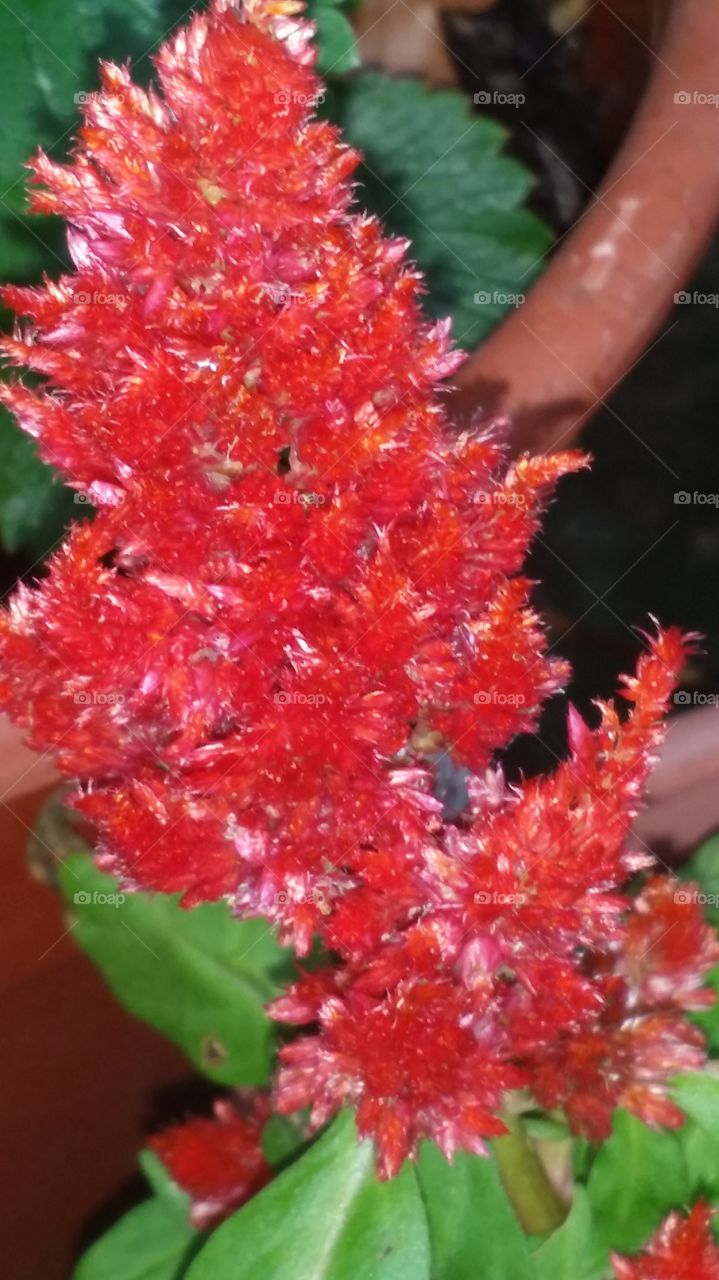summer fire salvia. fiery red plant 