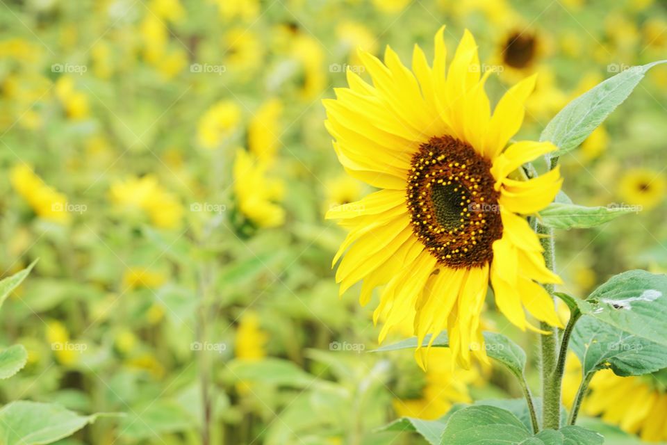 Brilliant Sunflowers 