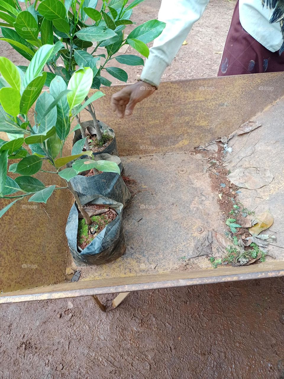 woman collecting plants on the trolley in nursery clousup photo