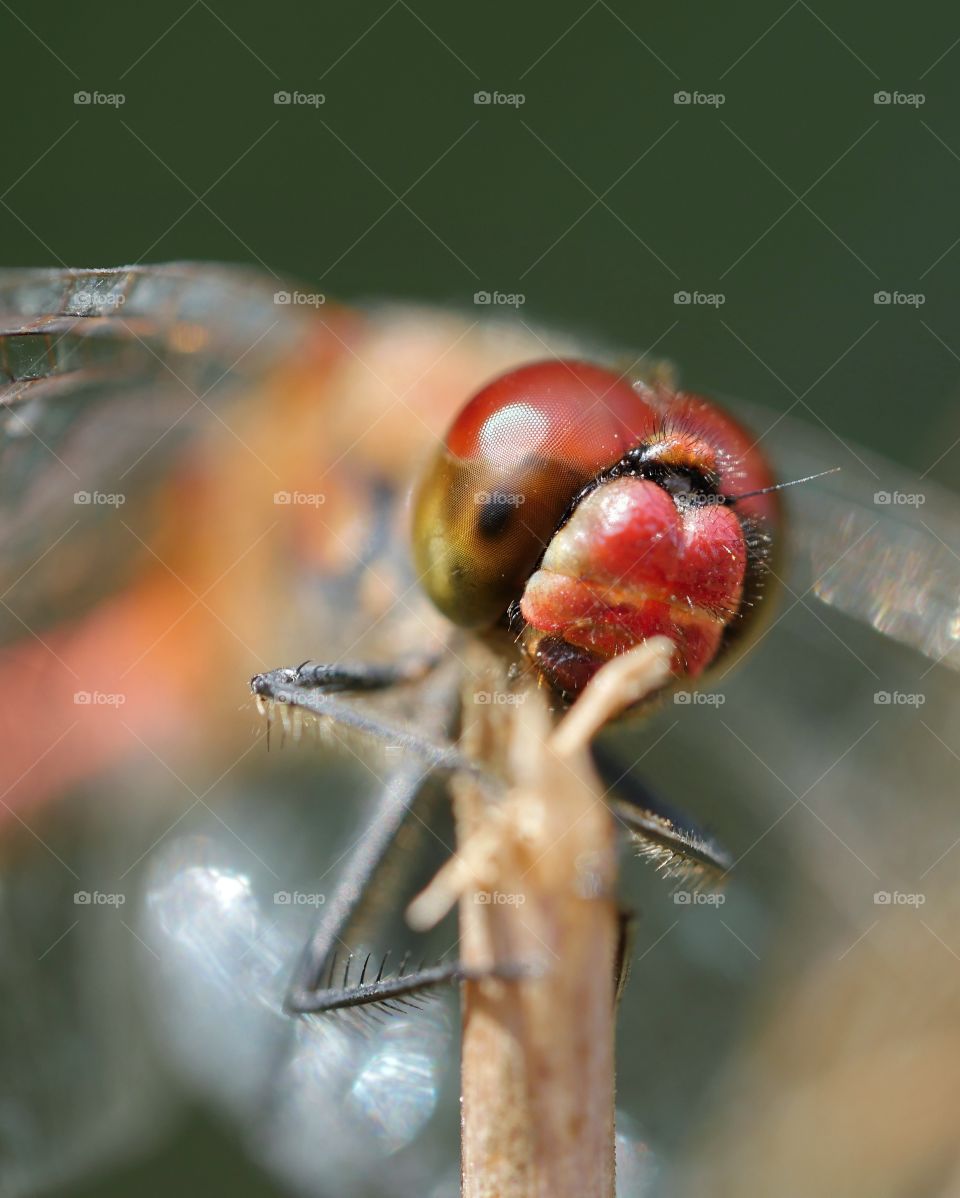 Close up of dragonfly eyes