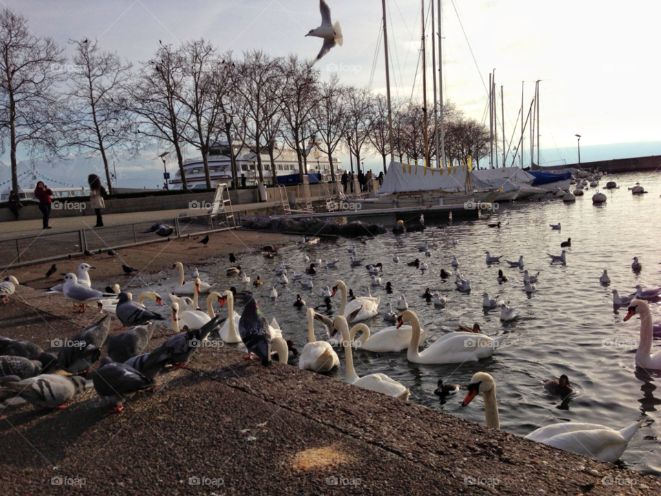 city nature tree birds by Elina