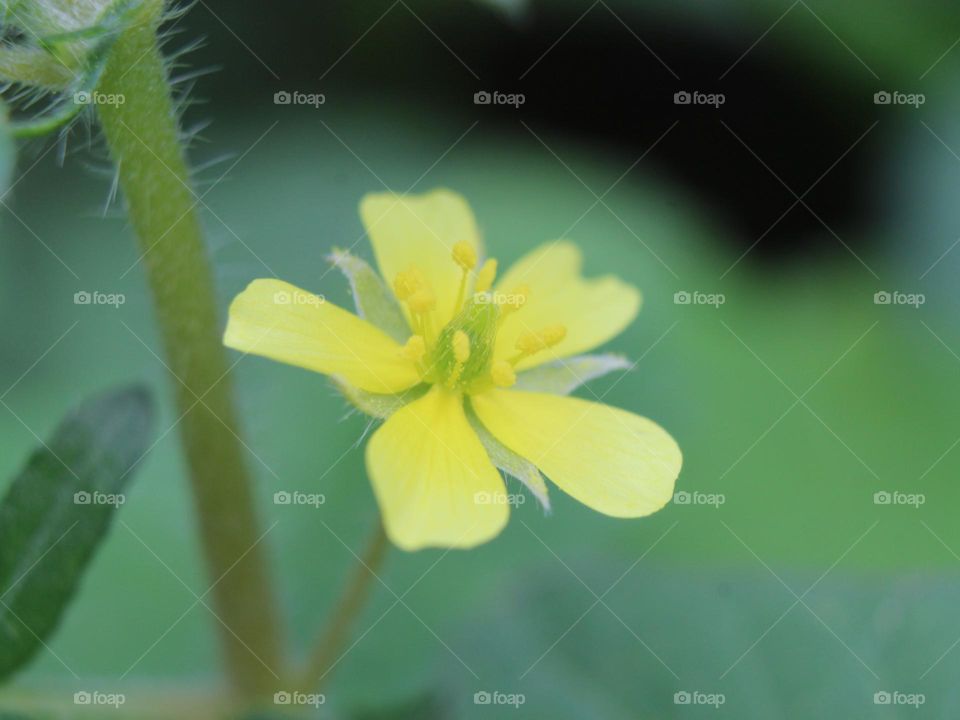 Wildflower after Rainy Season in Summer 