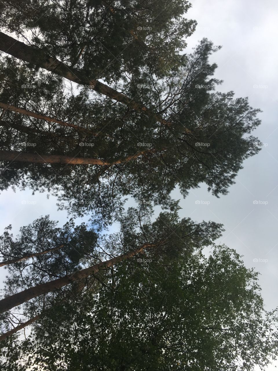 Huge evergreen pine trees from below