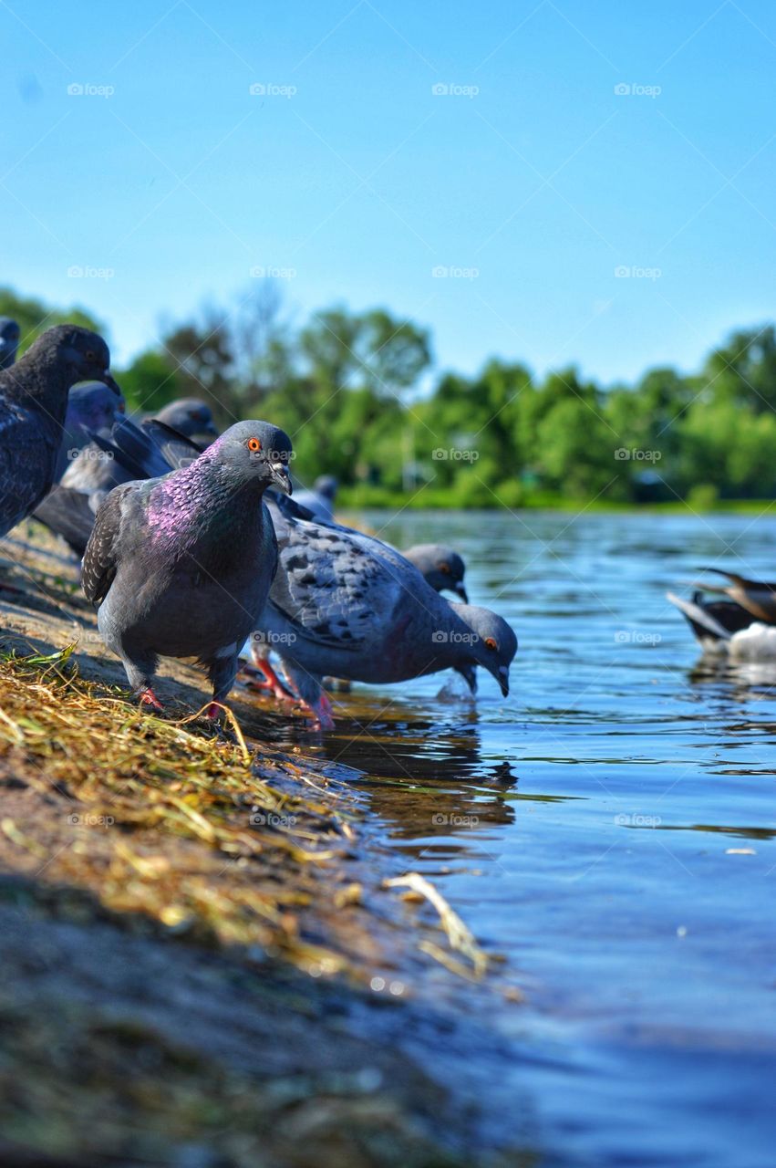 pigeons walk on the banks of a wide river looking for food and drinking water directly from the river. one pigeon stared fearfully at the camera with its yellow eye