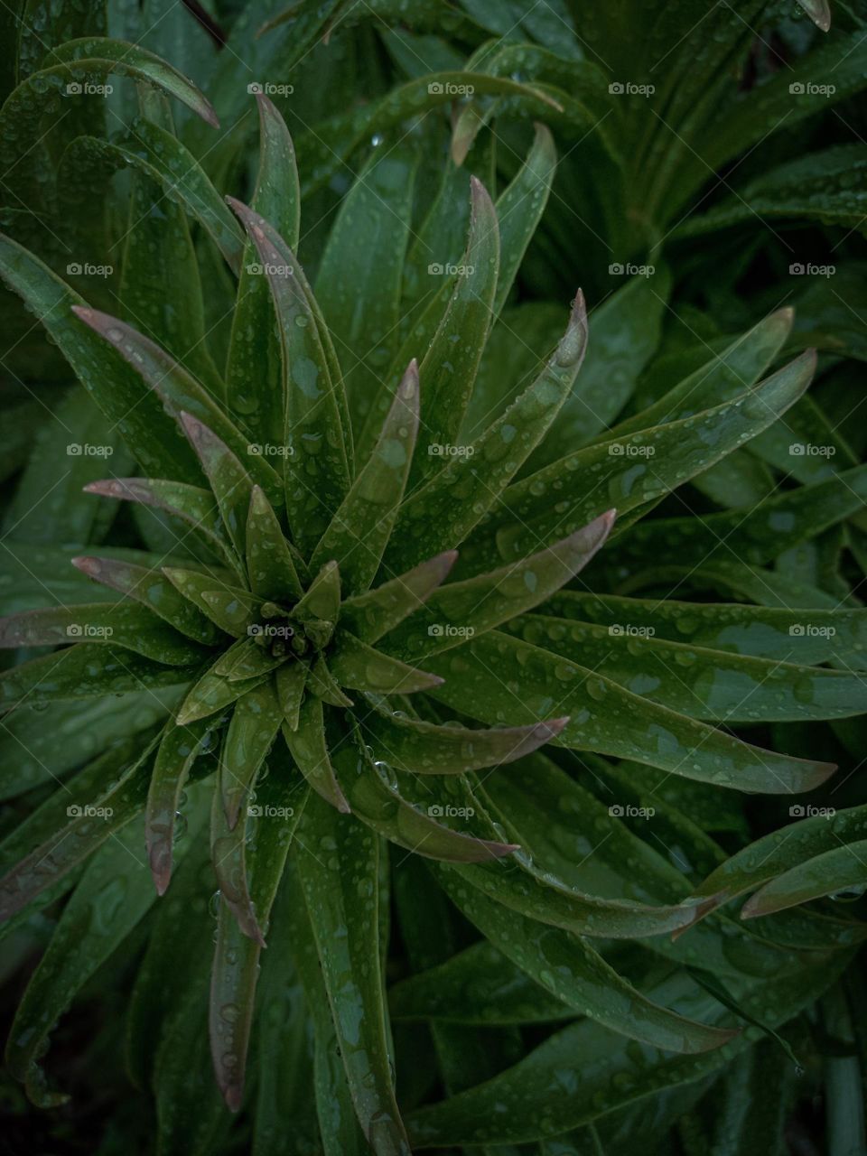 Interesting plant with water drops