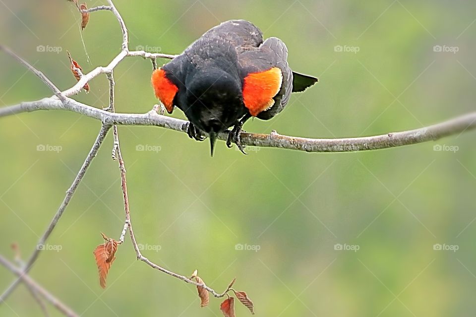 Redwing Blackbird take off