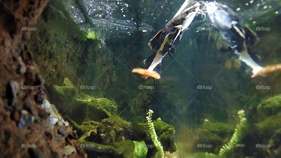 Catfish in the tank with weeds and rocks