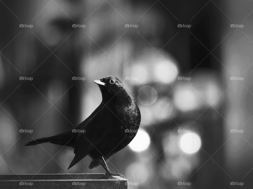 Common blackbird portrait