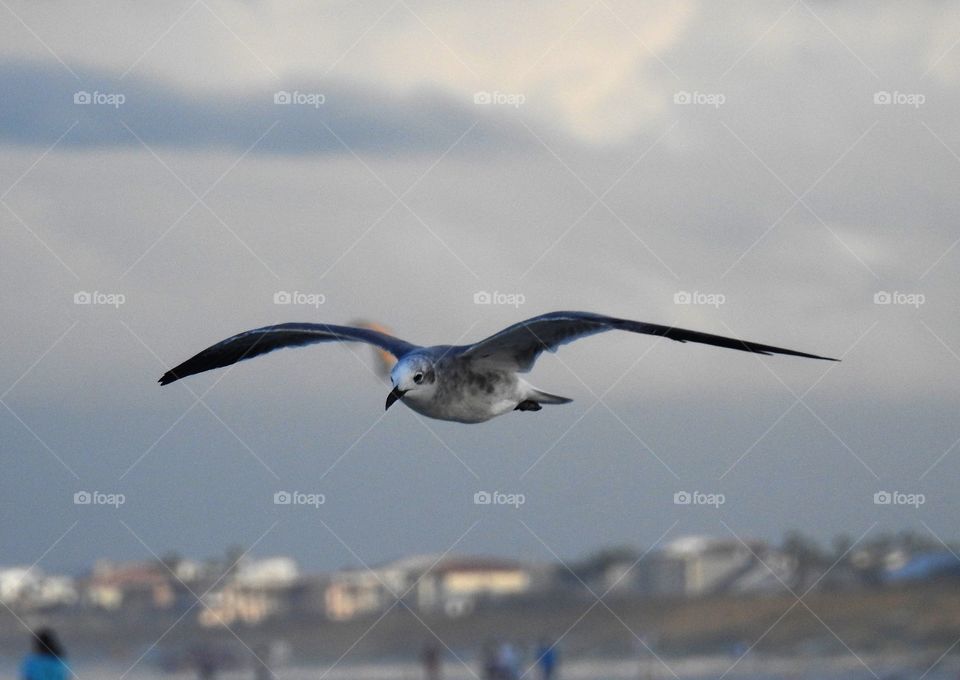 Graceful flight of a seagull 