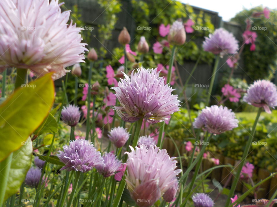 Chive "forest"